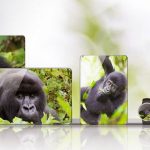 Gorilla Glass Victus Feature