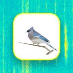 Birdnet Feature