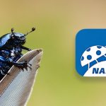 Insektensommer Nabu Feature