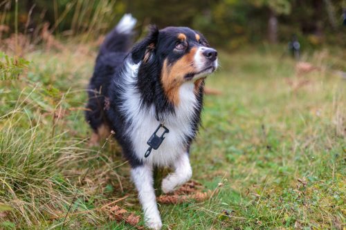 Brennstuhl Smart Tracker Hund